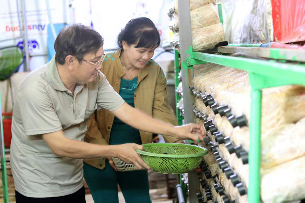 Vợ chồng chị Phan Ngọc Thủy chăm s&oacute;c nấm b&agrave;o ngư x&aacute;m