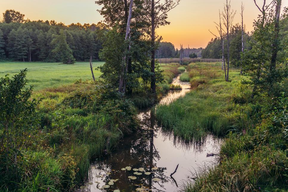 Vườn quốc gia rừng Bialowieza, Ba Lan C&ocirc;ng vi&ecirc;n Quốc gia Rừng Bialowieza ở v&ugrave;ng Podlasie của Ba Lan l&agrave; một trong những Địa điểm Y&ecirc;n tĩnh m&agrave; tổ chức hy vọng sẽ gi&uacute;p th&uacute;c đẩy du lịch sinh th&aacute;i cho khu vực n&agrave;y. Khu rừng chứa đựng những t&agrave;n t&iacute;ch c&ograve;n s&oacute;t lại của những c&aacute;nh rừng nguy&ecirc;n sinh v&agrave; biểu tượng của c&ocirc;ng vi&ecirc;n l&agrave; ch&uacute; b&ograve; rừng ch&acirc;u &Acirc;u h&ugrave;ng vĩ được mang về sau khi gần tuyệt chủng sau khi bị săn bắt trộm qu&aacute; mức trước Thế chiến thứ nhất.
