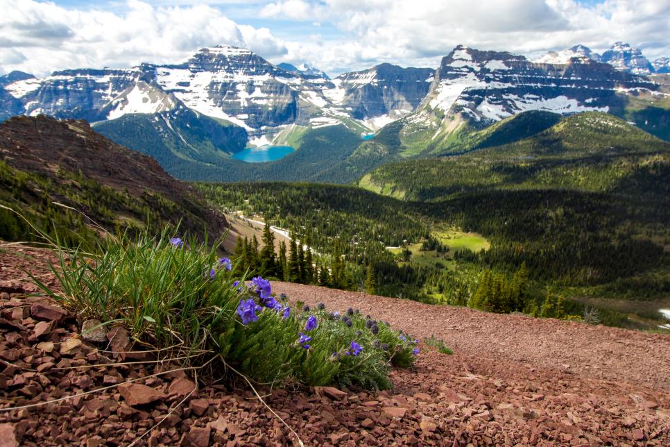 C&ocirc;ng vi&ecirc;n H&ograve;a b&igrave;nh Quốc tế Waterton Glacier, Canada Bạn chắc chắn đ&atilde; nghe n&oacute;i về Banff, c&oacute; lẽ l&agrave; c&ocirc;ng vi&ecirc;n quốc gia nổi tiếng nhất của Canada mặc d&ugrave; n&oacute; kh&ocirc;ng phải l&agrave; c&ocirc;ng vi&ecirc;n duy nhất. Chỉ cần băng qua bi&ecirc;n giới từ C&ocirc;ng vi&ecirc;n Quốc gia Glacier ở Montana, bạn sẽ t&igrave;m thấy C&ocirc;ng vi&ecirc;n Quốc gia Waterton Lakes tuyệt đẹp kh&ocirc;ng k&eacute;m của Alberta. Hai c&ocirc;ng vi&ecirc;n đ&atilde; c&ugrave;ng nhau th&agrave;nh lập C&ocirc;ng vi&ecirc;n H&ograve;a b&igrave;nh Quốc tế Waterton Glacier v&agrave;o năm 1932, c&ocirc;ng vi&ecirc;n như vậy đầu ti&ecirc;n tr&ecirc;n thế giới. Để mắt đến động vật hoang d&atilde;: Tại đ&acirc;y, bạn sẽ ph&aacute;t hiện ra gấu đen, b&ograve; rừng, cừu bighorn, nai sừng tấm v&agrave; hươu.