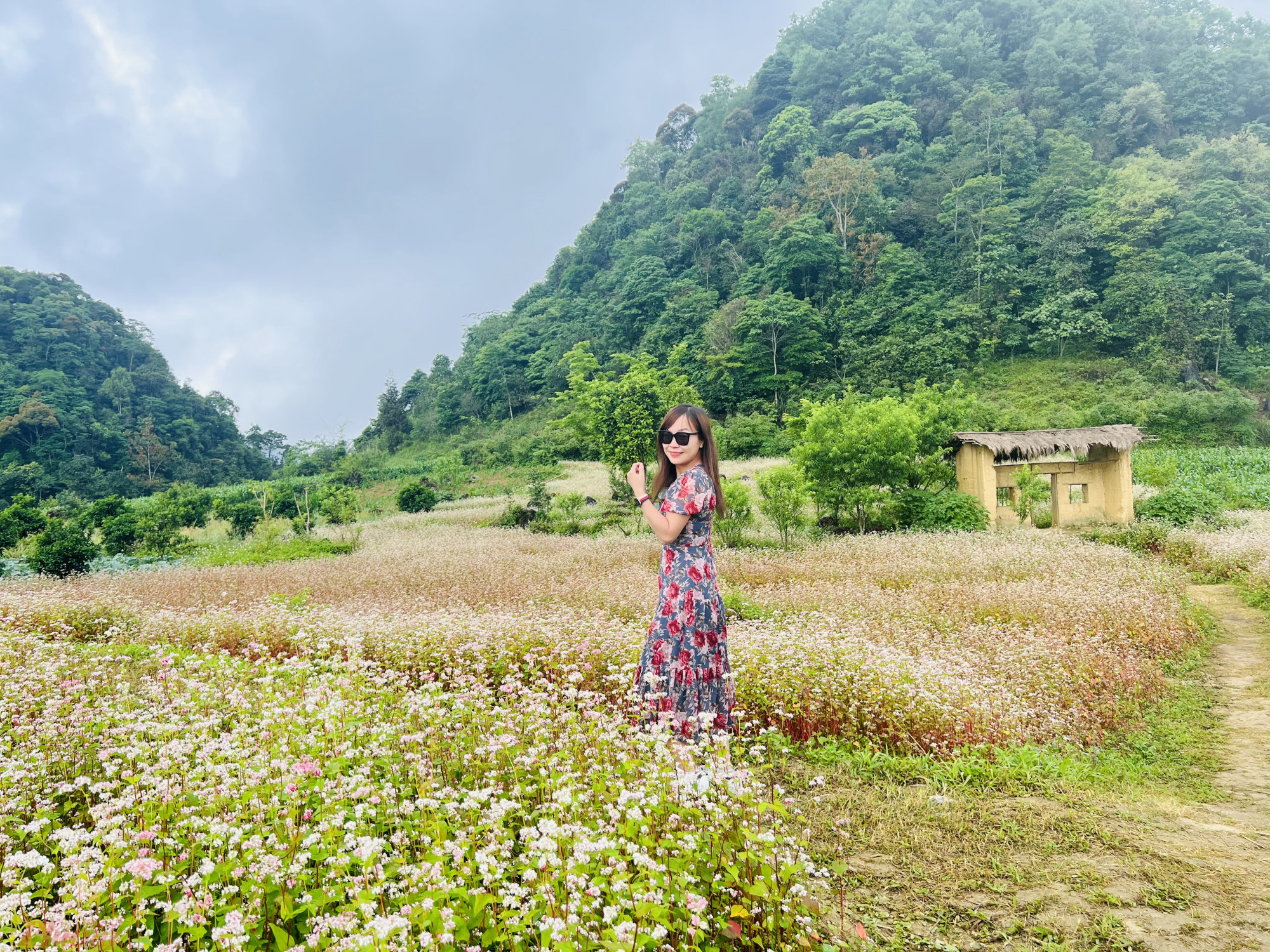 Một v&agrave;i cung đường ở H&agrave; Giang, du kh&aacute;ch sẽ được dừng ch&acirc;n ven đường để chụp ảnh với hoa tam gi&aacute;c mạch, loại hoa độc đ&aacute;o - niềm tự h&agrave;o của địa phương nơi đ&acirc;y.