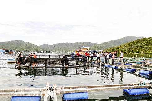 Lồng b&egrave; nu&ocirc;i trồng thủy sản tại v&ugrave;ng biển x&atilde; Vạn Thạnh, huyện Vạn Ninh - Ảnh: B&aacute;o Kh&aacute;nh H&ograve;a điện tử