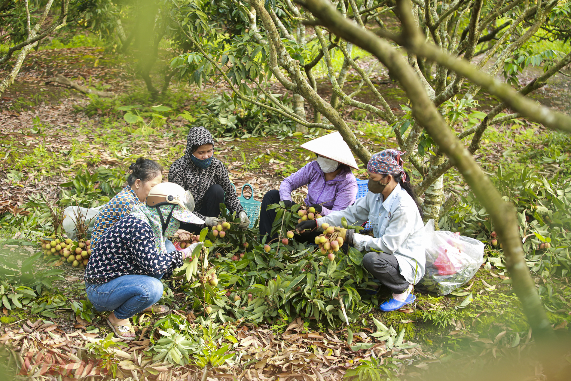 B&agrave; L&ecirc; Thị Lợi cho biết: &ldquo;năm nay, thời tiết thuận lợi gi&uacute;p vườn vải tăng tỷ lệ ra hoa, đậu quả hứa hẹn vụ bội thu về năng suất v&agrave; chất lượng cao hơn những vụ trước. Nh&agrave; t&ocirc;i c&oacute; hơn một mẫu vải, hiện tại b&aacute;n được hơn 1 tấn với gi&aacute; 35 ngh&igrave;n, gi&aacute; vải năm nay cao hơn so với mọi năm. Được m&ugrave;a, được gi&aacute; n&ecirc;n b&agrave; con trồng vải phấn khởi lắm.&rdquo;
