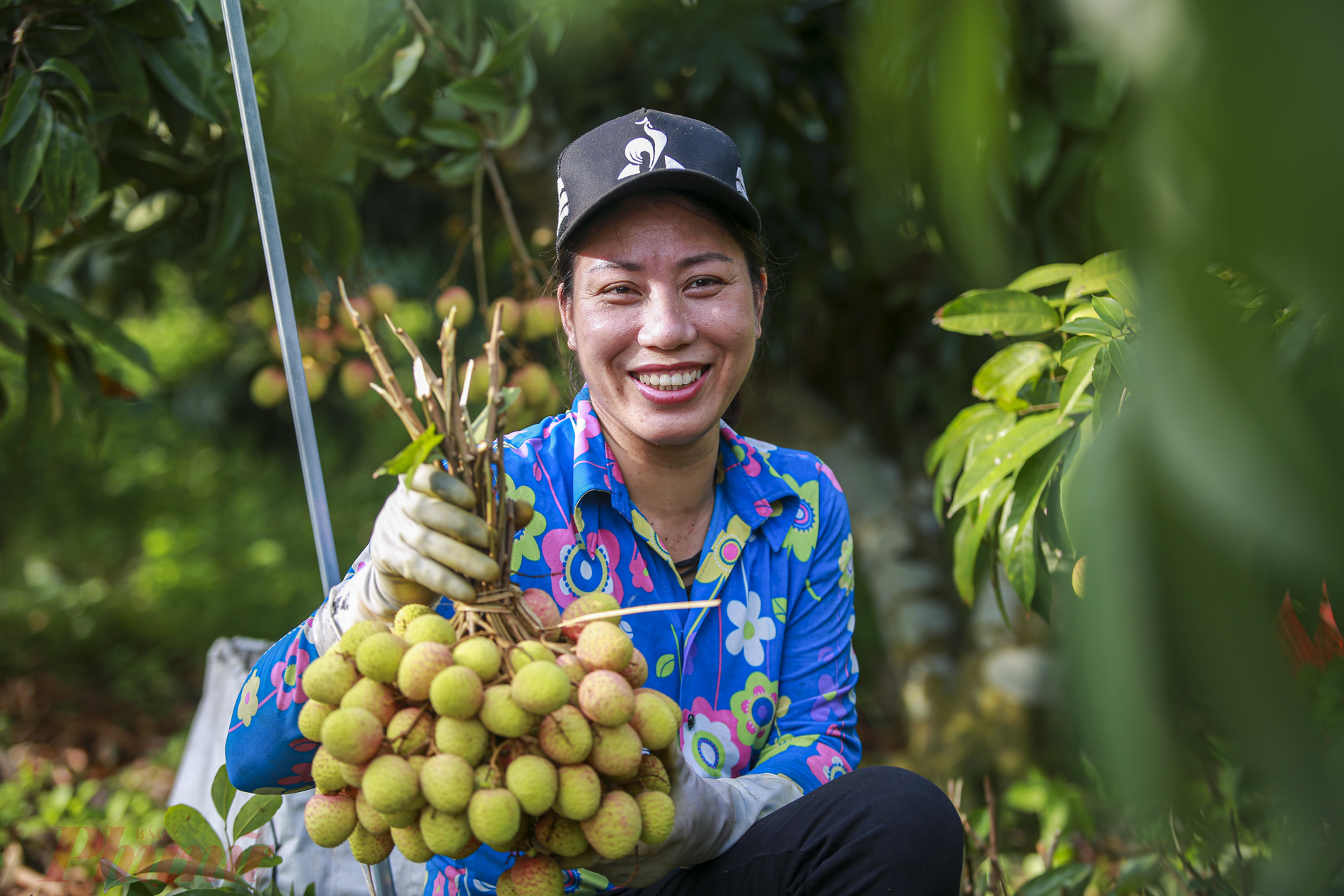 Người d&acirc;n phấn khởi v&igrave; vải được m&ugrave;a, được gi&aacute;.