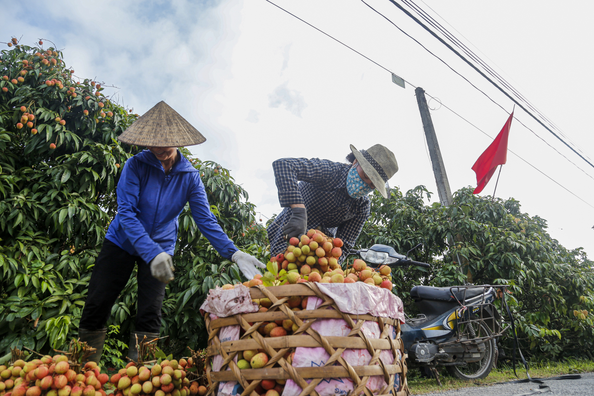 Năm nay vải thiều tại đ&acirc;y được m&ugrave;a, số lượng vải của to&agrave;n huyện c&oacute; thể l&ecirc;n đến 40.000 tấn. Theo những chủ vườn tại đ&acirc;y, gi&aacute; vải b&aacute;n lẻ đ&atilde; đạt 45.000 đồng/kg, gi&aacute; b&aacute;n cho l&aacute;i bu&ocirc;n đạt từ 30.000-35.000/kg.