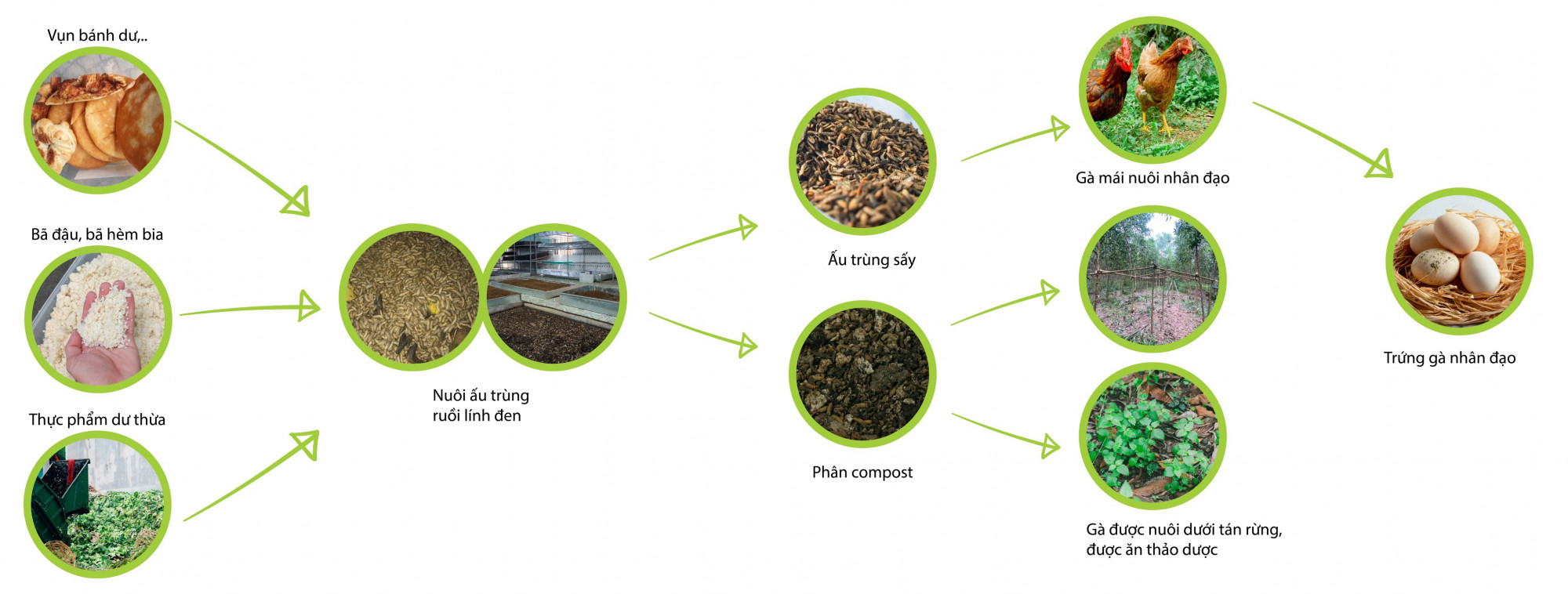 Quy tr&igrave;nh kh&eacute;p k&iacute;n xử l&yacute; r&aacute;c hữu cơ th&agrave;nh g&agrave; v&agrave; trứng g&agrave;
