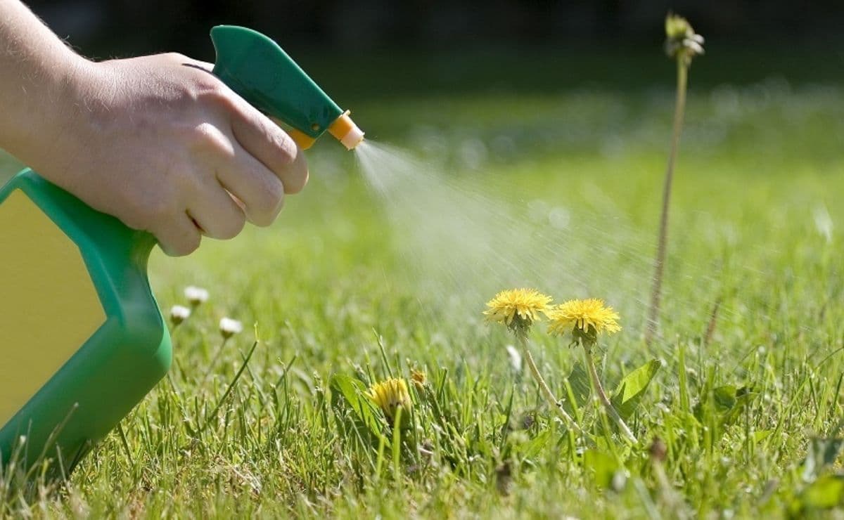  Sử dụng b&igrave;nh xịt thuốc diệt cỏ tự chế  Trong khi một số người chuyển sang sử dụng c&aacute;c h&oacute;a chất nguy hiểm, nhiều lo&agrave;i cỏ dại thực sự c&oacute; khả năng kh&aacute;ng thuốc diệt cỏ v&agrave; phản ứng tốt hơn với c&aacute;c phương ph&aacute;p kiểm so&aacute;t kh&aacute;c nhau. Xem 5 kẻ giết cỏ dại tự nhi&ecirc;n để loại bỏ c&aacute;c lo&agrave;i thực vật cạnh tranh trong khi vẫn giữ an to&agrave;n cho người, vật nu&ocirc;i, động vật hoang d&atilde; v&agrave; đường thủy.