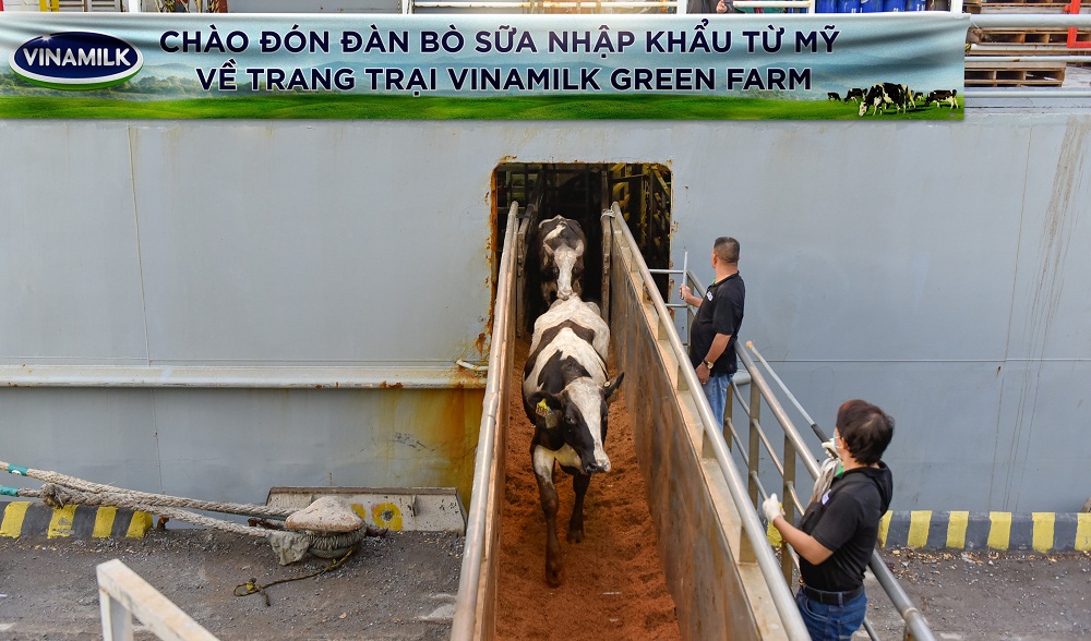 Li&ecirc;n tục trong 2 ng&agrave;y 6 v&agrave; 7/7, đ&agrave;n b&ograve; tơ v&agrave; b&ograve; mang thai nhập khẩu từ Mỹ đ&atilde; cập cảng Nghi Sơn v&agrave; Dung Quất để về m&aacute;i nh&agrave; mới l&agrave; c&aacute;c trang trại Vinamilk Green Farm tại Thanh H&oacute;a v&agrave; Quảng Ng&atilde;i
