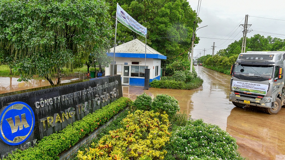 Thời tiết m&aacute;t mẻ, mưa nhẹ l&agrave;m dịu bớt kh&iacute; hậu m&ugrave;a h&egrave; miền Bắc đ&atilde; tạo điều kiện thuận lợi cho việc vận chuyển đ&agrave;n b&ograve; về trang trại