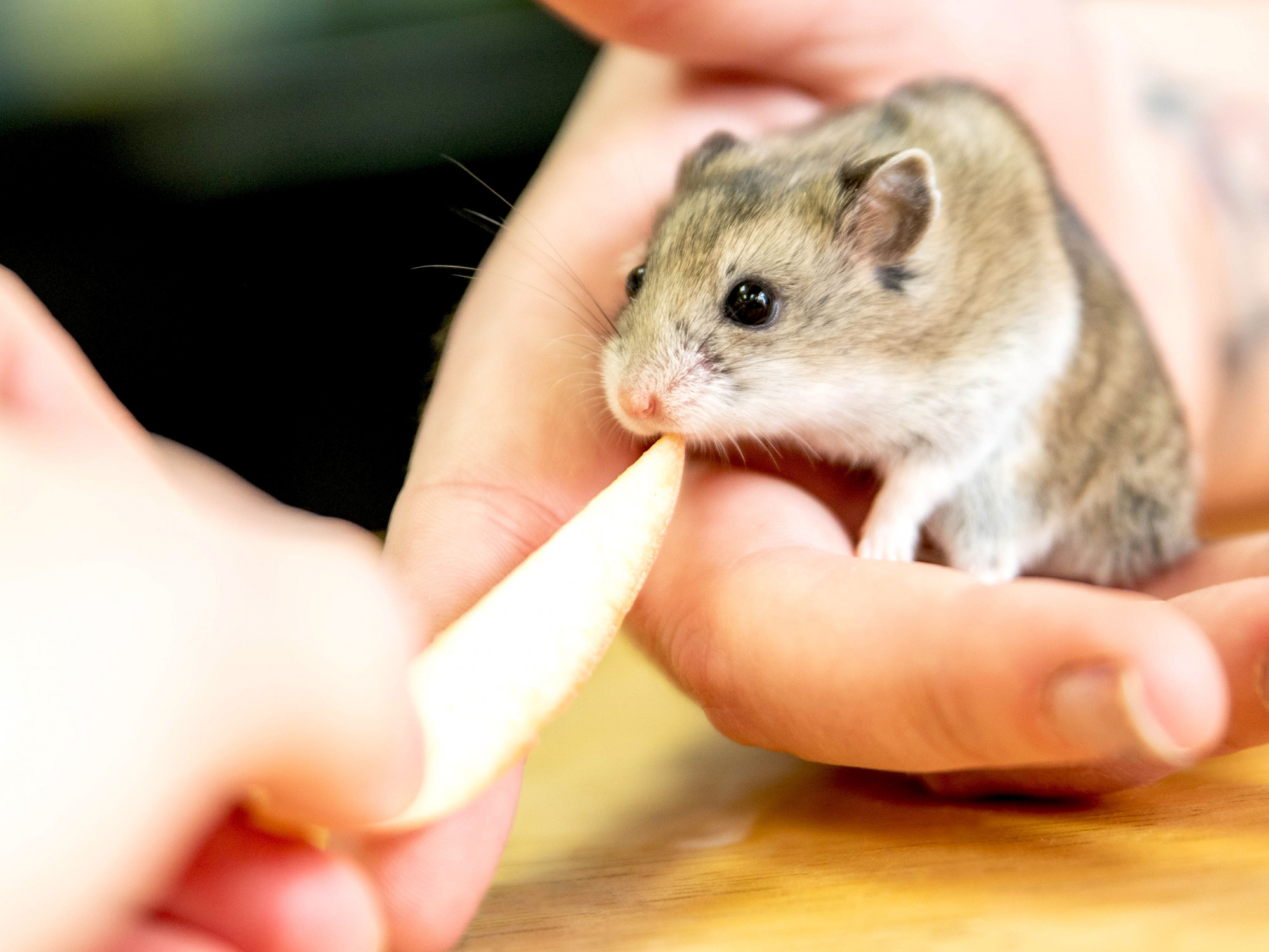 Hamster Syria Cận cảnh b&agrave;n tay của đứa trẻ đang &ocirc;m chuột hamster l&ugrave;n iStock Vật nu&ocirc;i ho&agrave;i cổ n&agrave;y rất dễ chăm s&oacute;c v&agrave; vui vẻ khi xem. V&agrave; phần tốt nhất? Lồng của ch&uacute;ng kh&ocirc;ng nhất thiết phải d&agrave;i qu&aacute; hai feet, rộng một feet v&agrave; cao một feet. Chuột đồng Syria kh&aacute; đơn độc v&agrave; bạn sẽ muốn nu&ocirc;i ch&uacute;ng một m&igrave;nh. McCarthy n&oacute;i: &ldquo;H&atilde;y nhớ rằng ch&uacute;ng l&agrave; sinh vật sống về đ&ecirc;m n&ecirc;n thường ngủ hầu hết cả ng&agrave;y, v&igrave; vậy bạn c&oacute; thể kh&ocirc;ng thấy ch&uacute;ng hoạt động nhiều nhất. Điều đ&oacute; đang được n&oacute;i, hầu hết c&aacute;c hamster sẽ thức dậy v&agrave;o buổi tối v&agrave; vui vẻ tương t&aacute;c với con người của ch&uacute;ng sau đ&oacute;. Chỉ cần đợi cho đến khi lần đầu ti&ecirc;n bạn được xem ch&uacute;ng chạy tr&ecirc;n b&aacute;nh xe của ch&uacute;ng.
