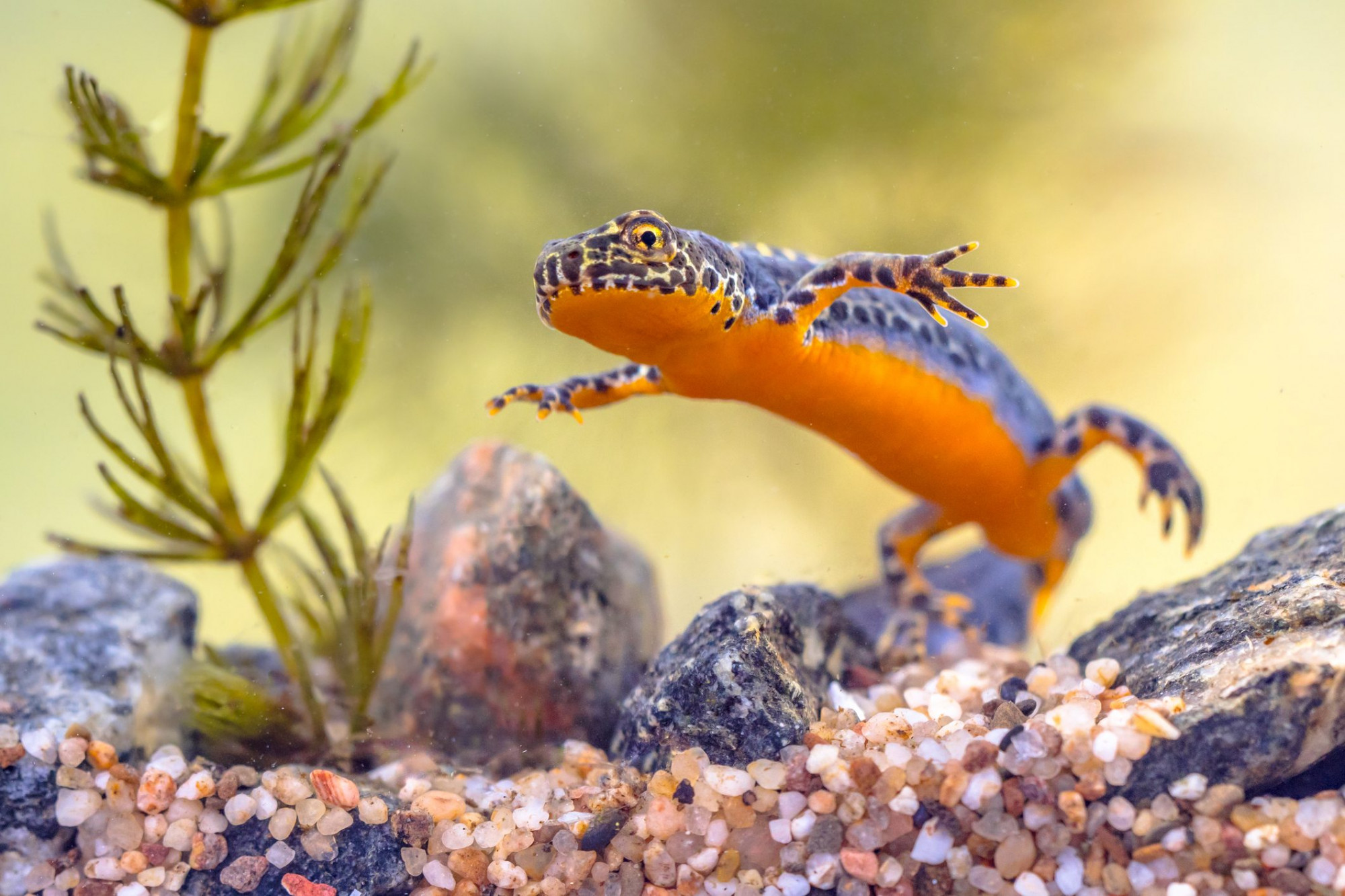 Newt sa gi&ocirc;ng istock Những con vật cưng cứng c&aacute;p n&agrave;y c&oacute; thể sống đến 25 năm nếu được chăm s&oacute;c đ&uacute;ng c&aacute;ch. Tất cả những g&igrave; ch&uacute;ng y&ecirc;u cầu l&agrave; một bể c&aacute; nhỏ khoảng 15 gallon cho một người lớn; bể thậm ch&iacute; kh&ocirc;ng cần phải được l&agrave;m n&oacute;ng nếu nh&agrave; của bạn c&oacute; nhiệt độ trung b&igrave;nh từ 60 đến 75 độ. Khi mua sắm cho th&uacute; cưng mới của bạn, h&atilde;y chắc chắn rằng n&oacute; l&agrave; một con sa gi&ocirc;ng phương đ&ocirc;ng, McCarthy gợi &yacute;. Nhiều con sa gi&ocirc;ng phương T&acirc;y kh&aacute;c, kỳ lạ hơn, tiết ra một chất độc thần kinh mạnh từ da m&agrave; bạn thực sự kh&ocirc;ng muốn g&acirc;y rối. Bạn sẽ c&oacute; h&agrave;ng giờ vui vẻ khi xem sa gi&ocirc;ng của m&igrave;nh di chuyển trong khu vực bao quanh th&acirc;n thiện với kh&ocirc;ng gian nhỏ của n&oacute;.