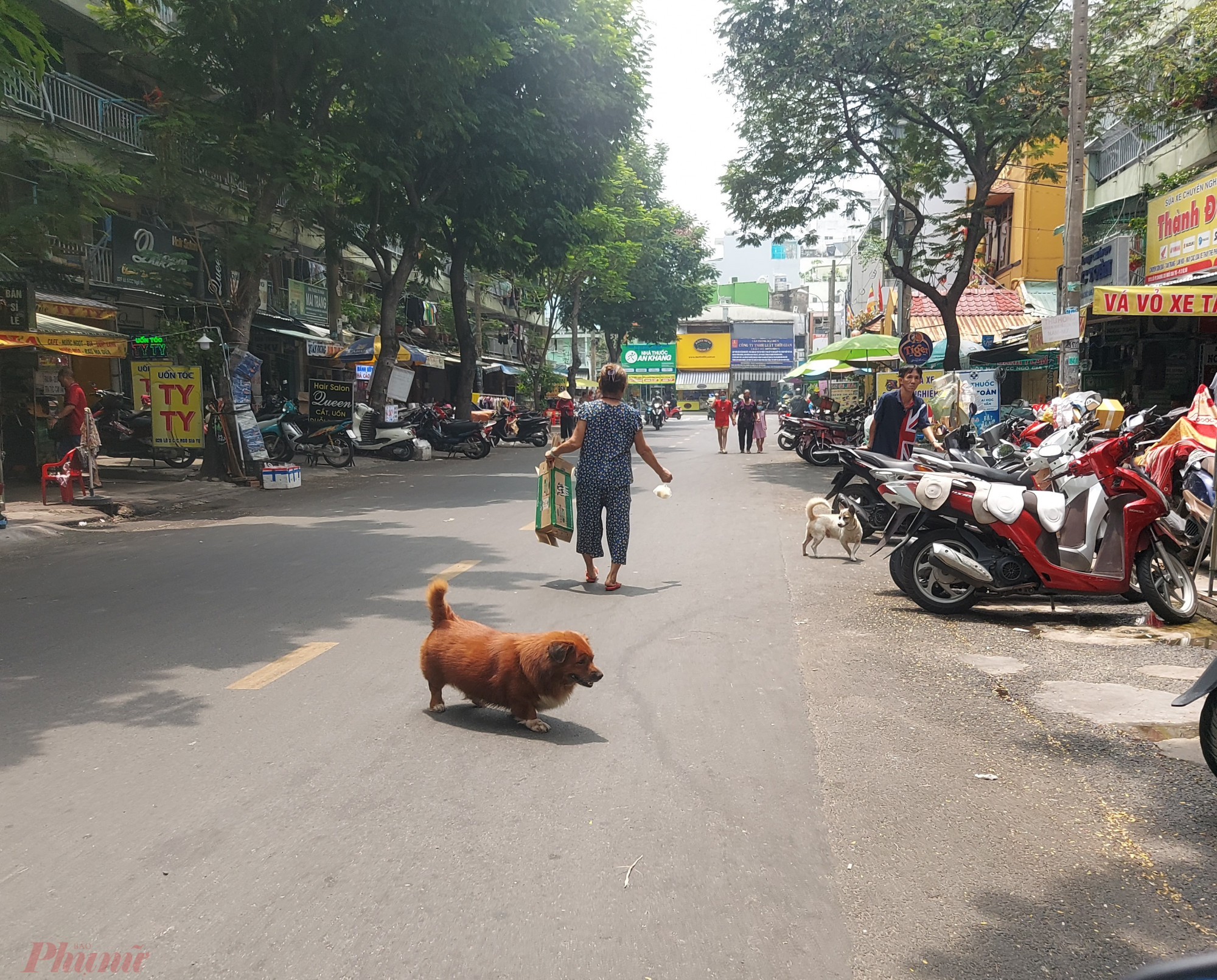 Ch&oacute; thả r&ocirc;ng vờn nhau giữa đường H&ograve;a Hảo, quận 10 khiến nhiều người lưu th&ocirc;ng qua đ&acirc;y &aacute;i ngại - ảnh: Ho&agrave;ng L&acirc;m.