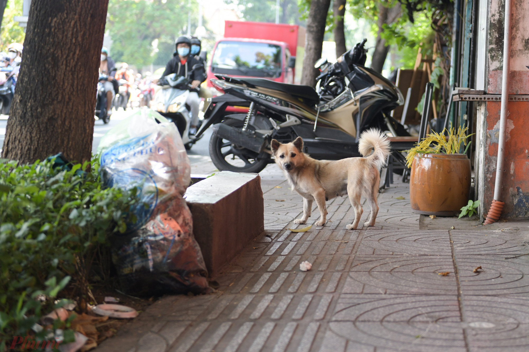 Một con ch&oacute; thả r&ocirc;ng tr&ecirc;n đường V&otilde; Thị S&aacute;u, quận 3 - ảnh: Minh An.