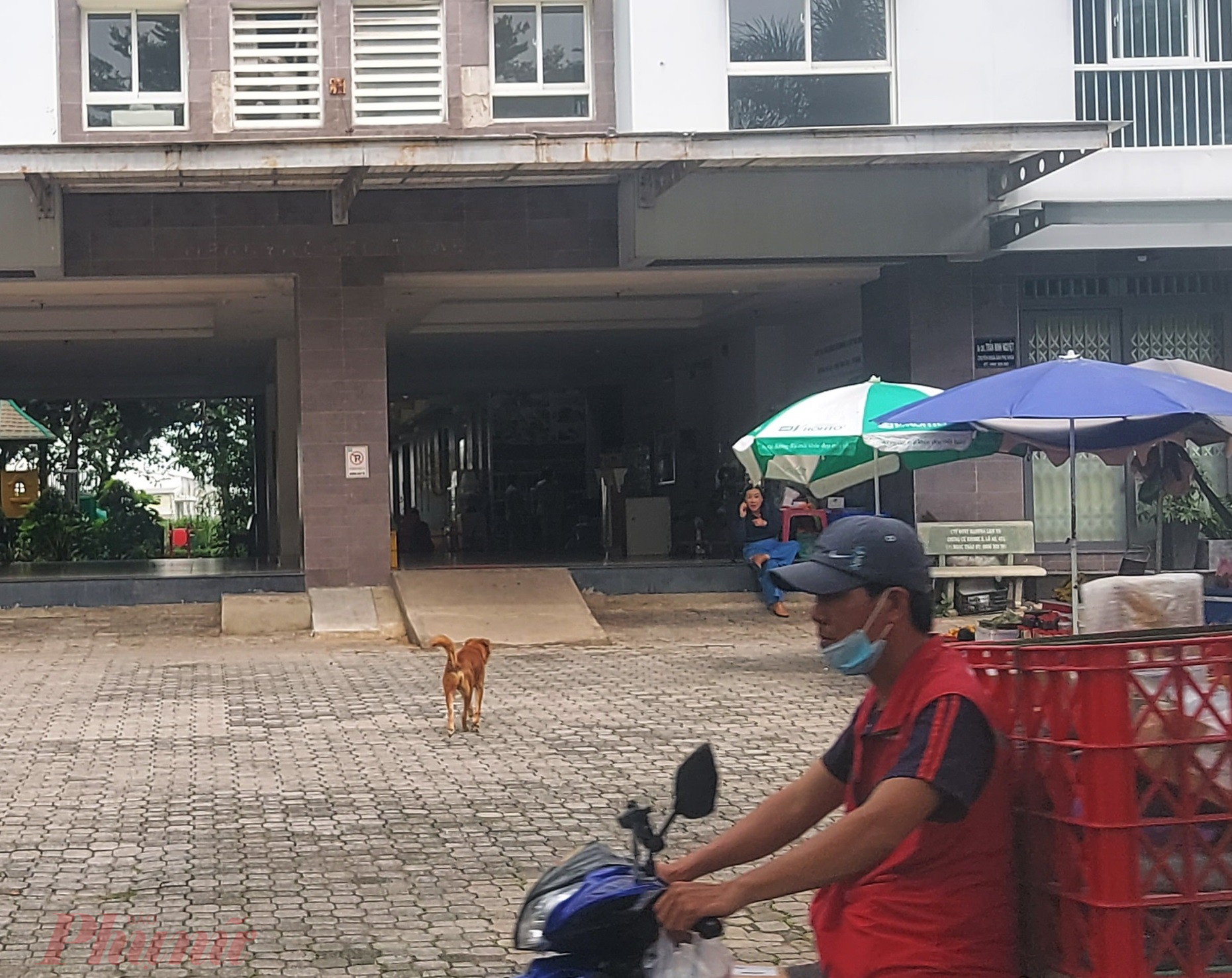 Ch&oacute; thả r&ocirc;ng đi lại trong s&acirc;n một chung cư ở quận B&igrave;nh T&acirc;n - ảnh: Ho&agrave;ng L&acirc;m. 