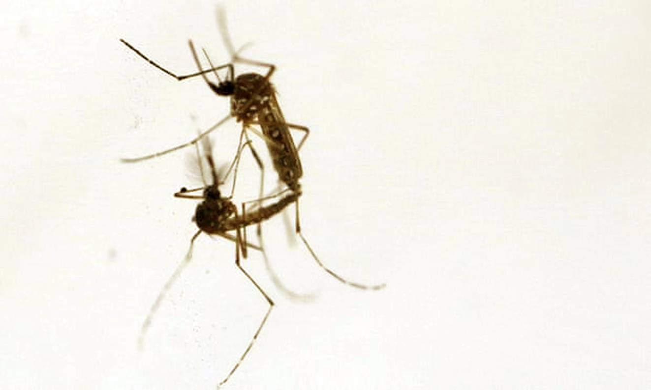 Muỗi Aedes aegypti l&agrave; vật trung gian truyền bệnh sốt xuất huyết, Zika v&agrave; Chikungunya, đ&atilde; ng&agrave;y c&agrave;ng ph&aacute;t t&aacute;n rộng hơn do t&aacute;c động của s&oacute;ng nhiệt, ch&aacute;y rừng v&agrave; lũ lụt - ẢNH: REUTERS