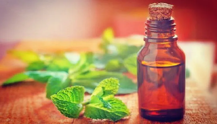 Bạc h&agrave;  Tinh dầu bạc h&agrave; thường được sử dụng như một chất tạo hương, nhưng chiết xuất thảo mộc cũng l&agrave; một chất ngăn chặn muỗi tự nhi&ecirc;n. Menthol, h&oacute;a chất tạo ra m&ugrave;i hương bạc h&agrave; quen thuộc m&agrave; ch&uacute;ng ta đều nhận ra, bị c&ocirc;n tr&ugrave;ng bay rất gh&eacute;t v&agrave; sẽ khiến ch&uacute;ng tr&aacute;nh xa.