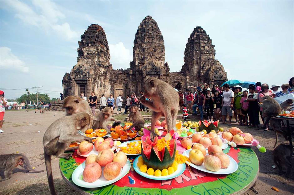 Lễ hội Buffet cho khỉ, Lopburi, Th&aacute;i Lan Khỉ từ l&acirc;u đ&atilde; được cho l&agrave; mang lại may mắn v&agrave; thịnh vượng, v&igrave; vậy, để thay lời cảm ơn, người d&acirc;n Lopburi tổ chức một bữa tiệc linh đ&igrave;nh cho khỉ giữa đống đổ n&aacute;t của ng&ocirc;i đền Phra Prang Sam Yot ở Th&aacute;i Lan. N&oacute; được tổ chức v&agrave;o Chủ nhật cuối c&ugrave;ng của th&aacute;ng 11 v&agrave; bắt đầu bằng lễ khai mạc ho&agrave;n chỉnh với c&aacute;c vũ c&ocirc;ng trong trang phục khỉ, trước khi hai tấn tr&aacute;i c&acirc;y v&agrave; rau quả rực rỡ được tr&igrave;nh l&agrave;ng tr&ecirc;n b&agrave;n tiệc.