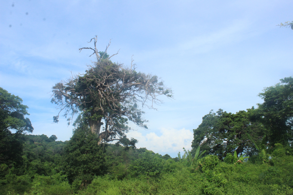 Thi&ecirc;n nhi&ecirc;n tươi đẹp tr&ecirc;n đảo H&ograve;n Khoai.
