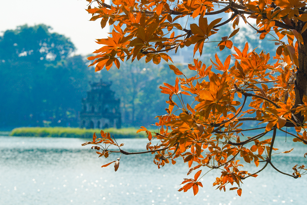 H&agrave; Nội đang ở độ thời tiết đẹp khi nắng r&aacute;o ban ng&agrave;y, th&iacute;ch hợp cho việc đi dạo, ngắm v&agrave; chụp ảnh với c&acirc;y lộc vừng đang m&ugrave;a đổ l&aacute;.