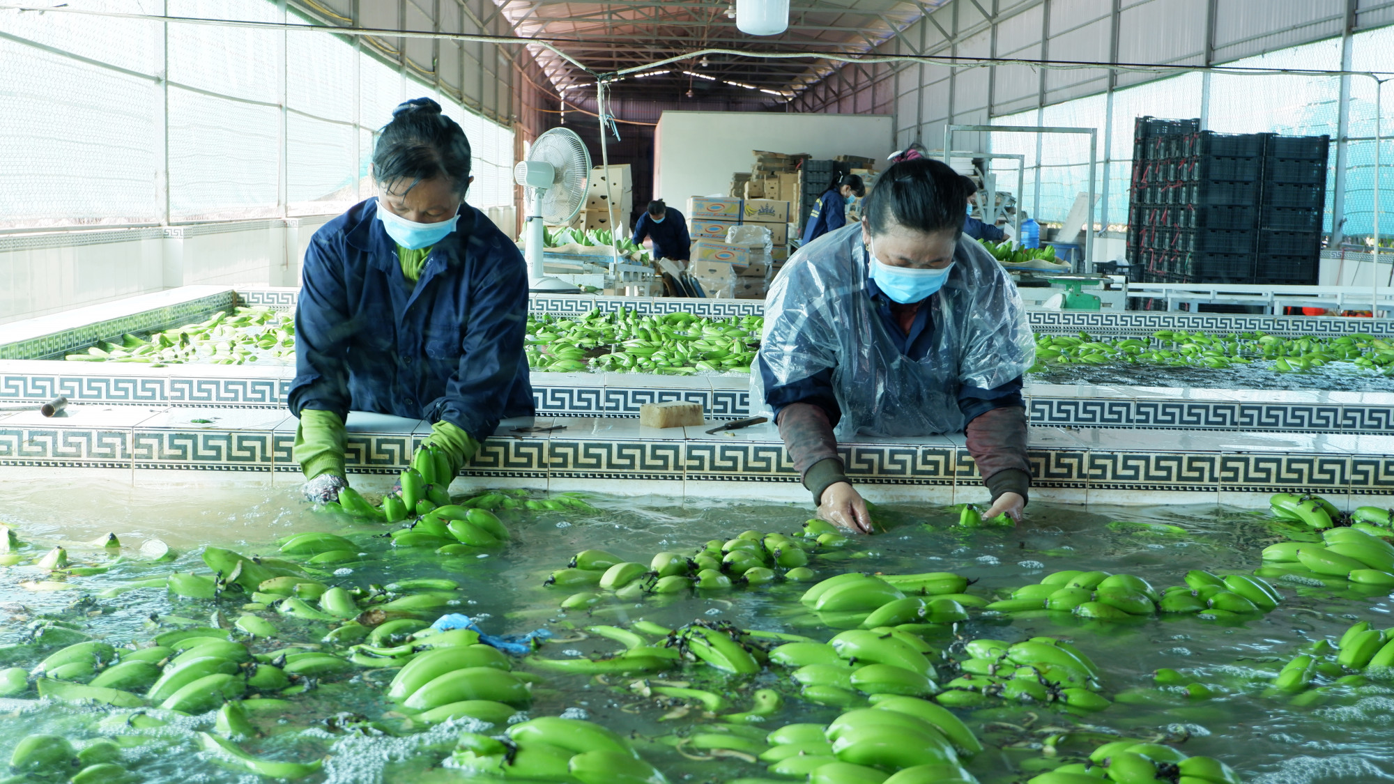 Thu hoạch v&agrave; ph&acirc;n loại chuối phục vụ xuất khẩu ở An Giang 