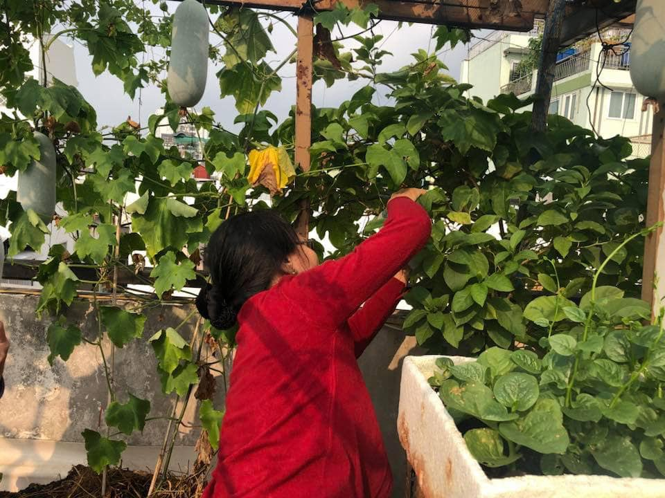 C&acirc;y tr&aacute;i l&uacute;c lỉu tr&ecirc;n s&acirc;n thượng của nhiều hộ gia đ&igrave;nh tại phường 14, quận 10