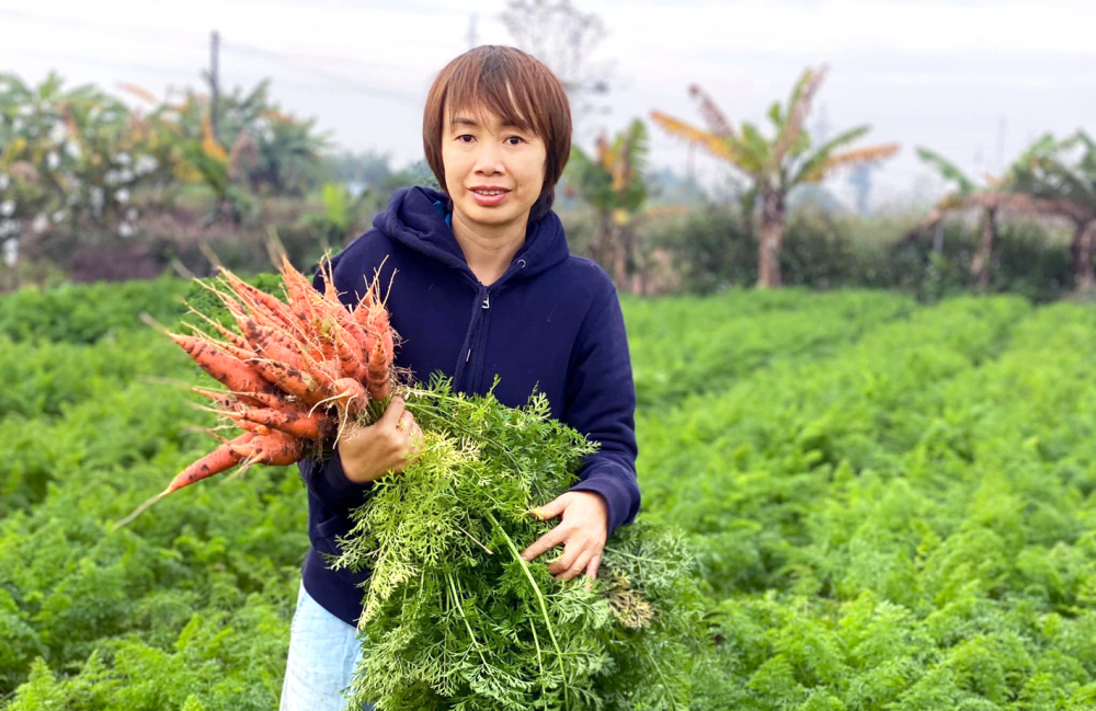 C&agrave; rốt trồng theo phương ph&aacute;p thuần hữu cơ của vợ chồng chị Duy&ecirc;n, anh Chinh