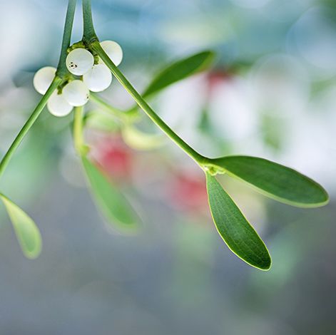 t&igrave;m t&igrave;nh y&ecirc;u của bạn l&aacute; xanh mỏng manh v&agrave; quả mọng trắng của c&acirc;y tầm gửi cho truyền thống năm mới ở ireland NHIẾP ẢNH GIA JACKY PARKER GETTY IMAGES Kh&ocirc;ng c&oacute; ai để h&ocirc;n? Người Ireland tin rằng nếu bạn đặt một nh&aacute;nh tầm gửi (hoặc nhựa ruồi hoặc thường xu&acirc;n) dưới gối v&agrave;o ng&agrave;y 31 th&aacute;ng 12, bạn sẽ mơ thấy người bạn đời tương lai của m&igrave;nh . B&acirc;y giờ đ&oacute; l&agrave; những g&igrave; ch&uacute;ng ta gọi l&agrave; những giấc mơ ngọt ng&agrave;o.