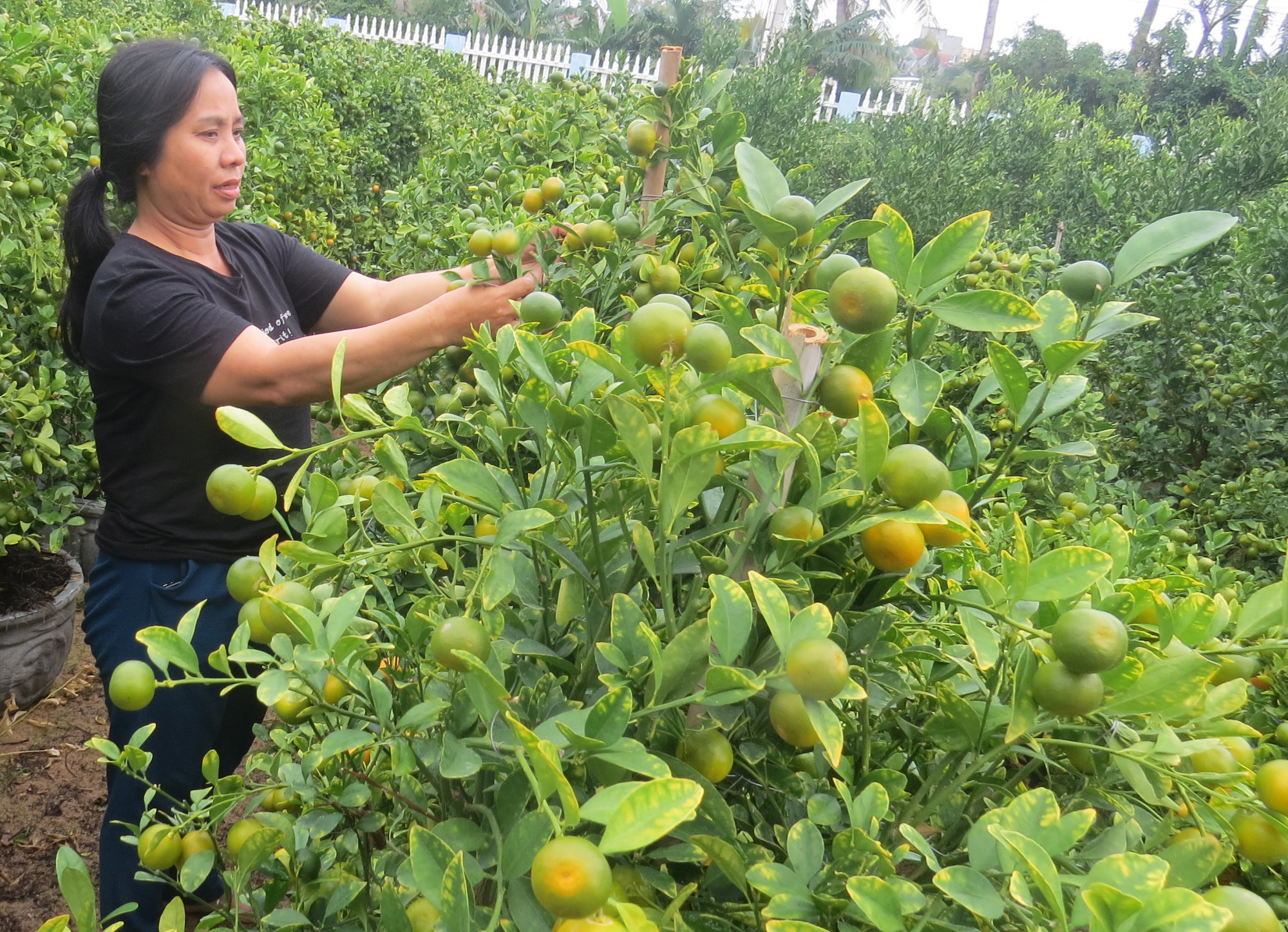 V&ugrave;ng trồng quất bị v&agrave;ng l&aacute;