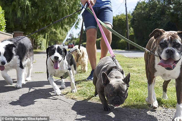 Đừng qu&ecirc;n dắt ch&oacute; đi dạo thường xuy&ecirc;n nếu bạn nu&ocirc;i ch&uacute;ng ở &Yacute; - Ảnh: Daily Mail 