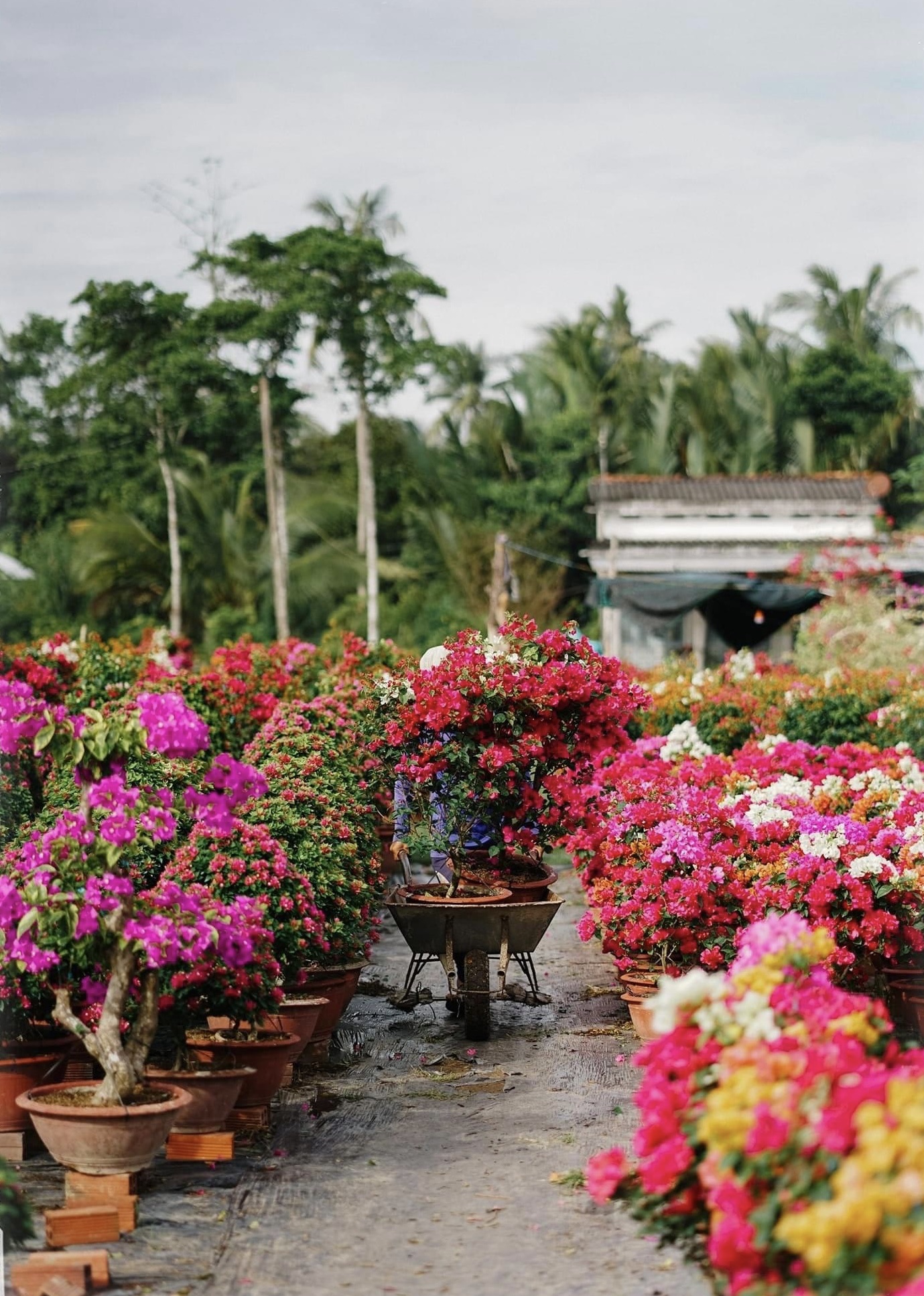 Những ng&agrave;y cận tết, kh&ocirc;ng kh&iacute; nơi đ&acirc;y l&uacute;c n&agrave;o cũng tất bật, nhộn nhịp. Năm nay, hoa ra đ&uacute;ng thời điểm, nhiều hoa v&agrave; m&agrave;u sắc đẹp. 