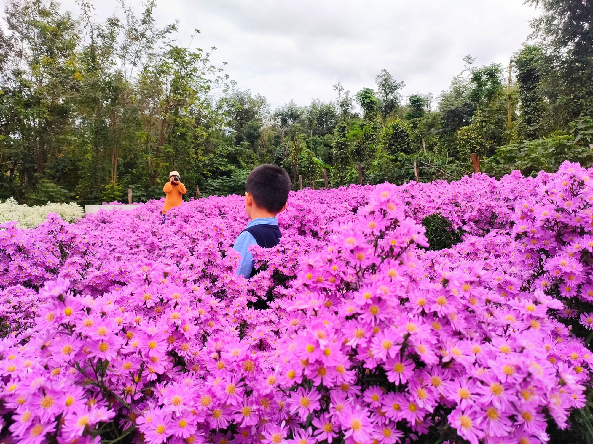Khu vườn nhỏ của gia đ&igrave;nh chị Ngọc tr&agrave;n ngập sắc t&iacute;m 