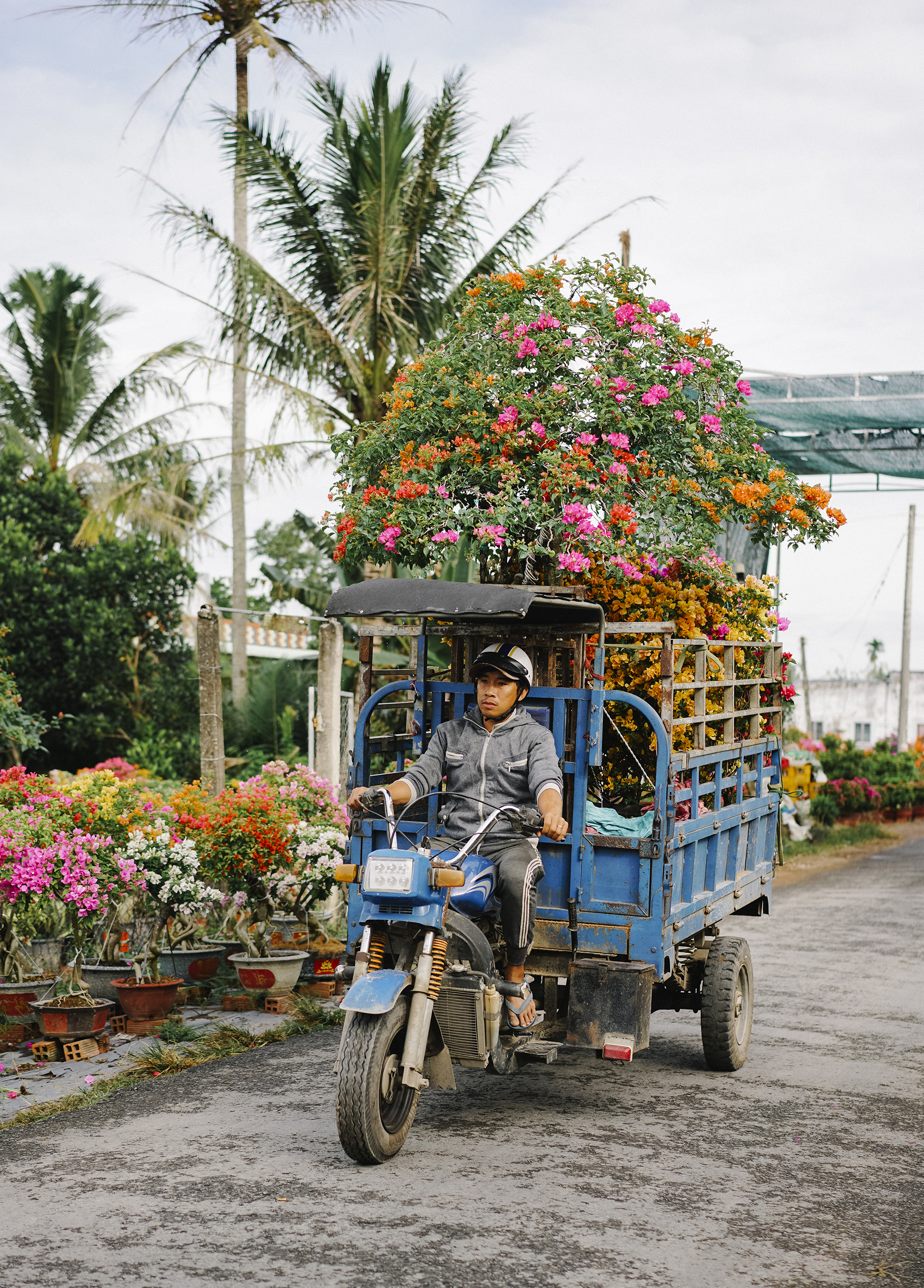 Những chuyến xe xu&ocirc;i ngược mang hoa giấy đến nhiều nh&agrave; để l&agrave;m đẹp trong dịp tết, Gi&aacute; mỗi chậu từ v&agrave;i trăm đến v&agrave;i triệu, thậm ch&iacute; hơn chục triệu đồng, tuỳ v&agrave;o k&iacute;ch thước, c&aacute;ch tạo d&aacute;ng, c&agrave;nh...