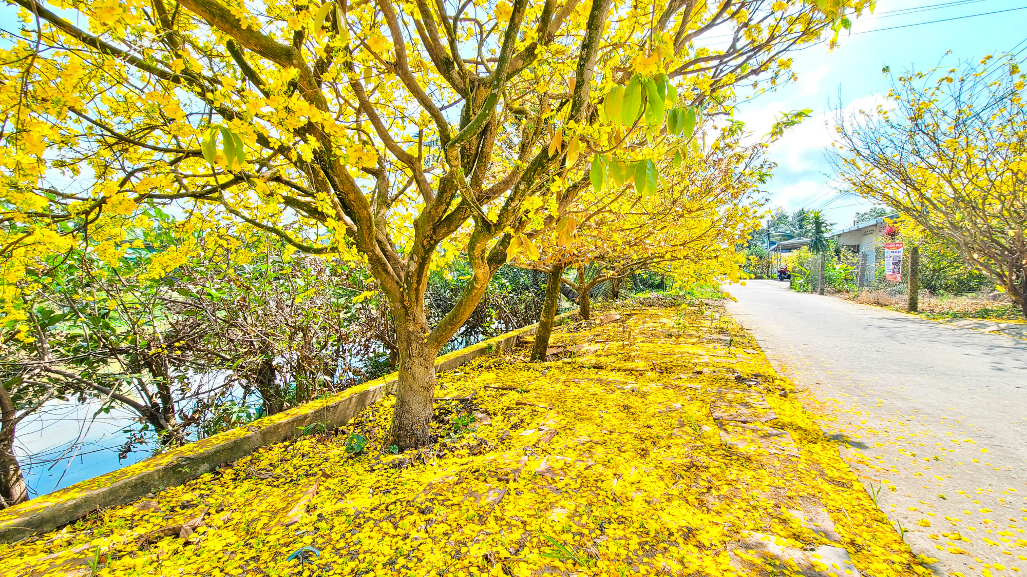 Hoa rụng như 'nhuộm' v&agrave;ng cho đất. Anh Dương chia sẻ: 'Khi đi qua những con đường n&agrave;y, cho m&igrave;nh cảm gi&aacute;c y&ecirc;u qu&ecirc; hương hơn, v&agrave; c&oacute; nhiều cảm hứng cho năm mới bởi sắc hương của hoa mai mang lại'.