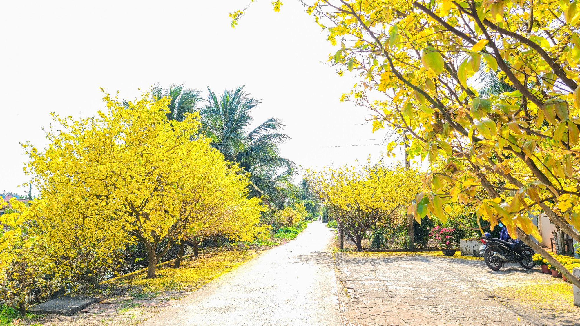 Đ&acirc;y l&agrave; những c&acirc;y mai được trồng trước nh&agrave; của chị Ho&agrave;ng Nguyệt Khu&ecirc; (k&ecirc;nh B2, x&atilde; Vĩnh Lợi, huyện Vĩnh Thạnh, TP Cần Thơ). 