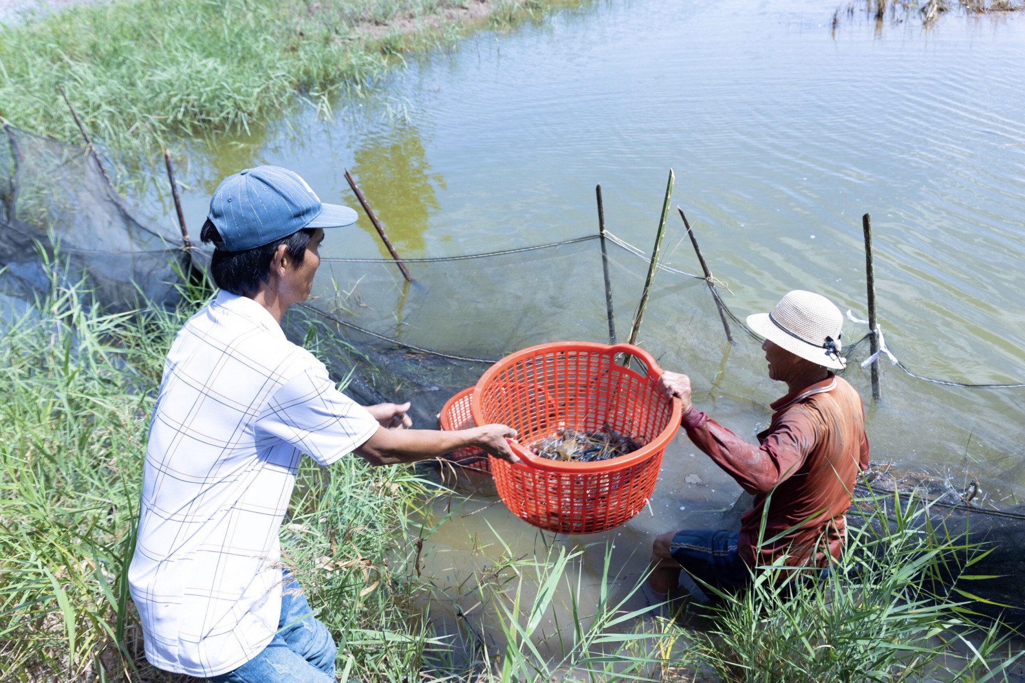 Thường, kế ao t&ocirc;m thu hoạch sẽ c&oacute; một ao nước sạch. Tại đ&acirc;y, một chiếc v&egrave;o sẽ được tạo ra để giữ t&ocirc;m sống sau khi thu hoạch. 