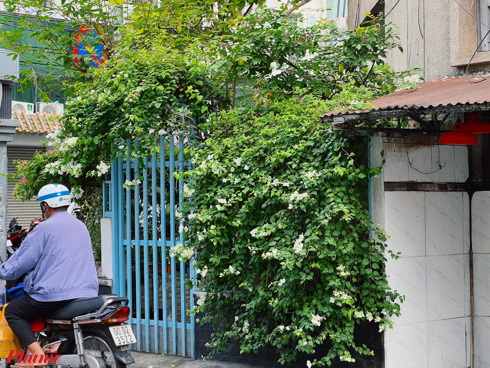 Kh&ocirc;ng chỉ hoa giấy hồng, đỏ, c&oacute; nh&agrave; chọn trồng hoa giấy trắng