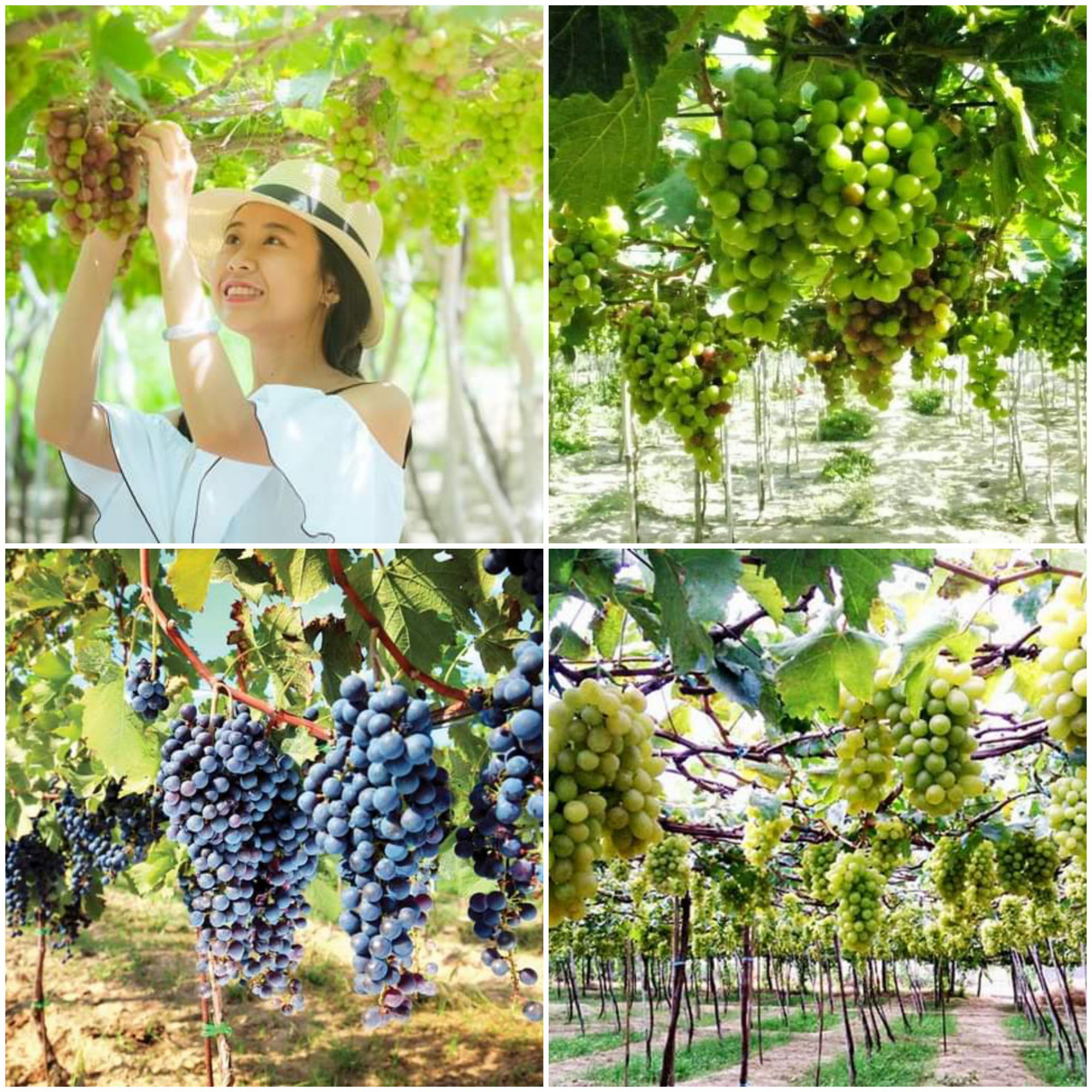 Du kh&aacute;ch h&agrave;o hứng tham qua nhiều loại nho tại vườn nho Ba Mọi.