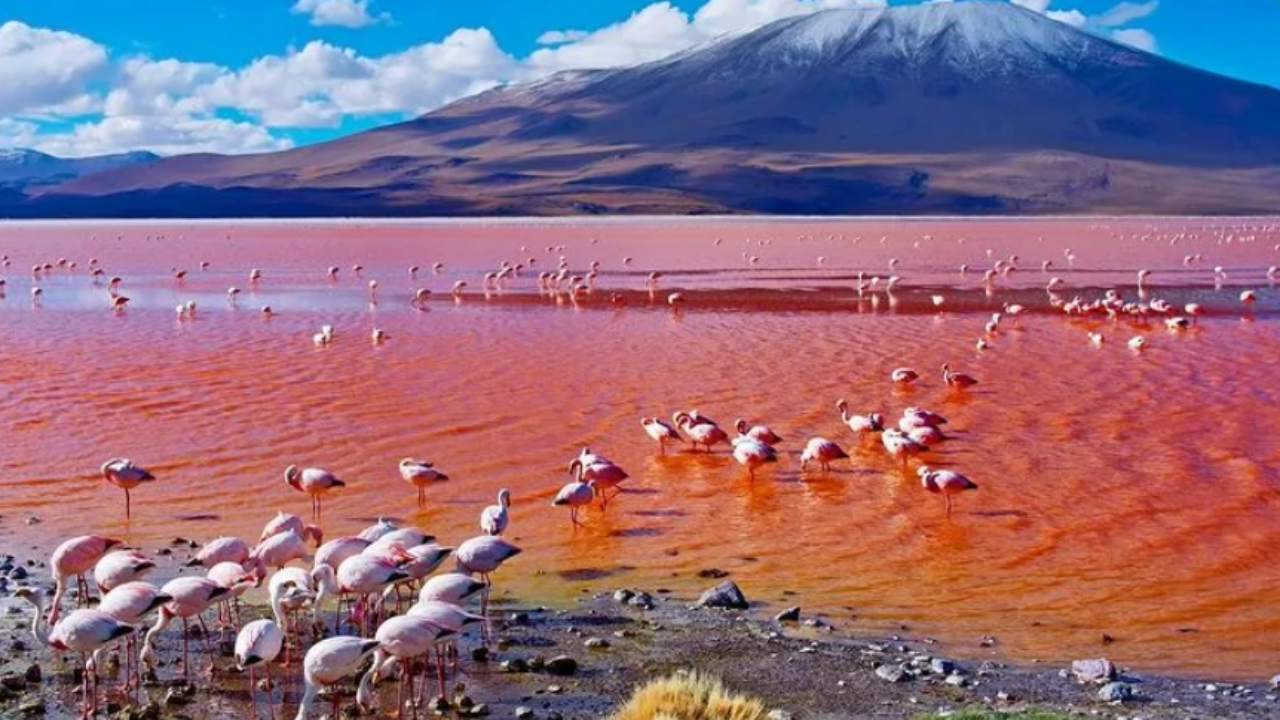 ;L&agrave; một hồ nước muối ở ph&iacute;a Bắc Tanzania, hồ Natron được biết đến bởi vẻ đẹp nhiều m&agrave;u sắc của n&oacute;. Nằm n&eacute;p m&igrave;nh dưới những ngọn n&uacute;i lửa lớn ở độ cao 600m so với mực nước biển nhưng vị tr&iacute; hồ Natron lại l&agrave; điểm thấp nhất của thung lũng Great Rift. B&igrave;nh thường, nước hồ c&oacute; m&agrave;u xanh nhưng v&agrave;o m&ugrave;a h&egrave; lại chuyển sang m&agrave;u hồng rồi đỏ thẫm.