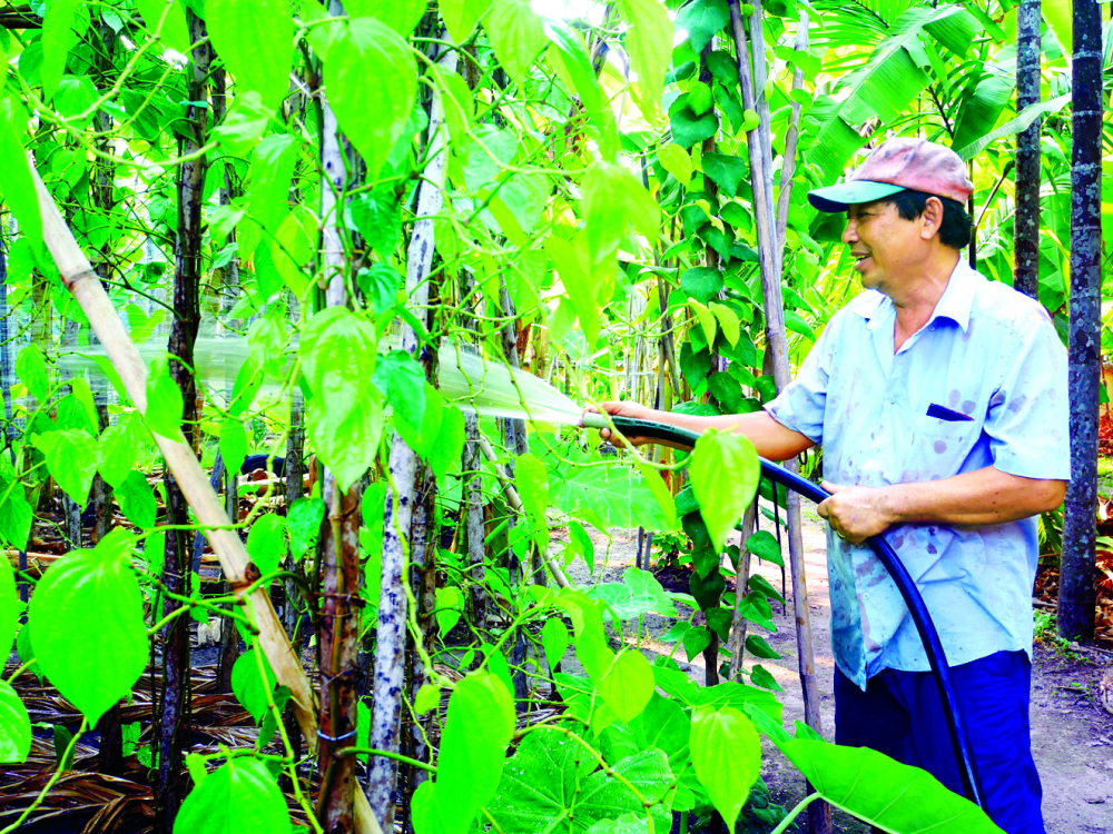 Ông Đặng Quang Minh tưới nước cho mấy luống trầu được gia đình trồng chủ yếu để lưu giữ kỷ niệm