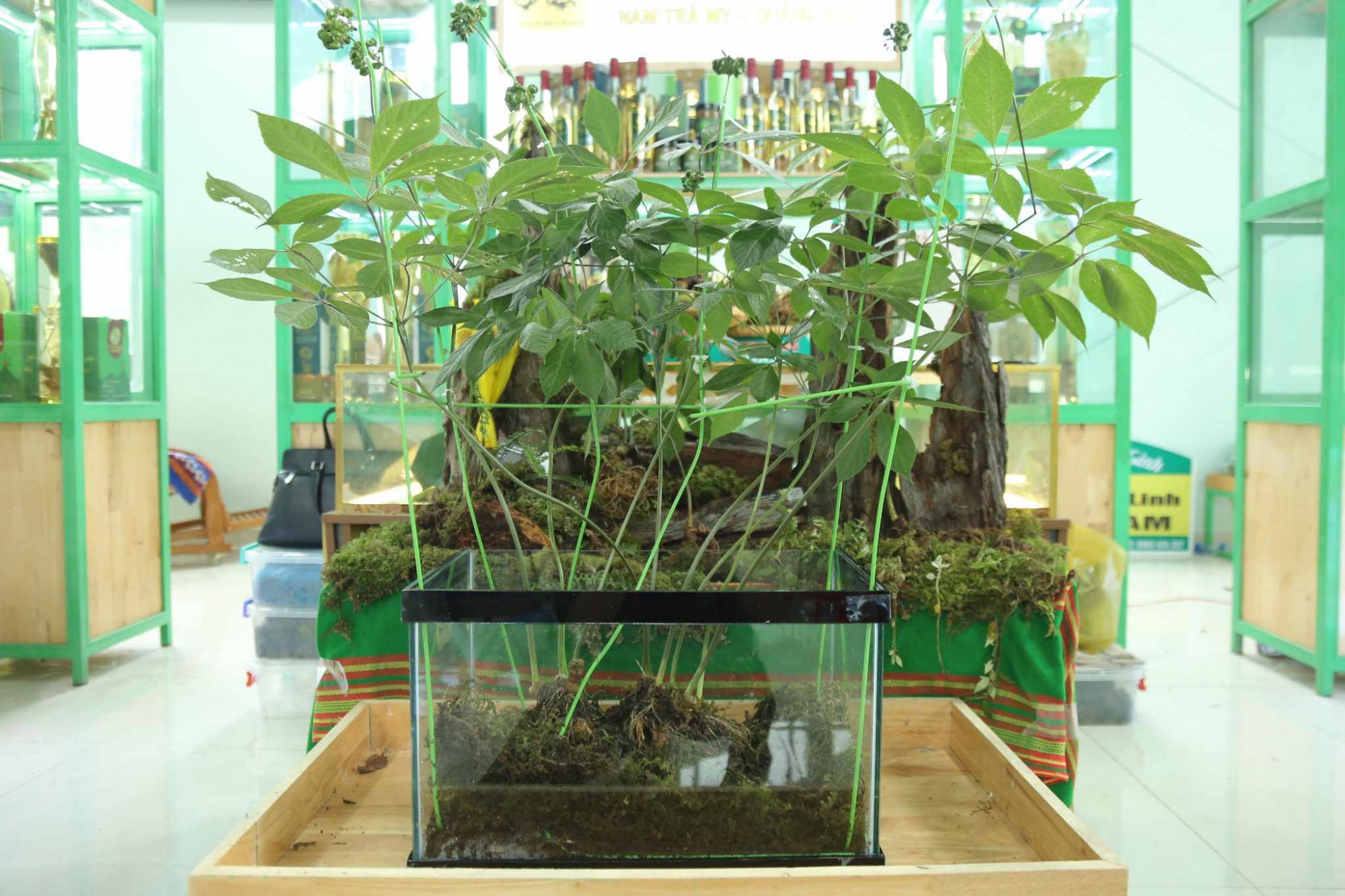 C&acirc;y s&acirc;m chỉ c&oacute; 1 nh&aacute;nh, nhưng c&acirc;y s&acirc;m của anh đặc biệt c&oacute; đến 9 nh&aacute;nh