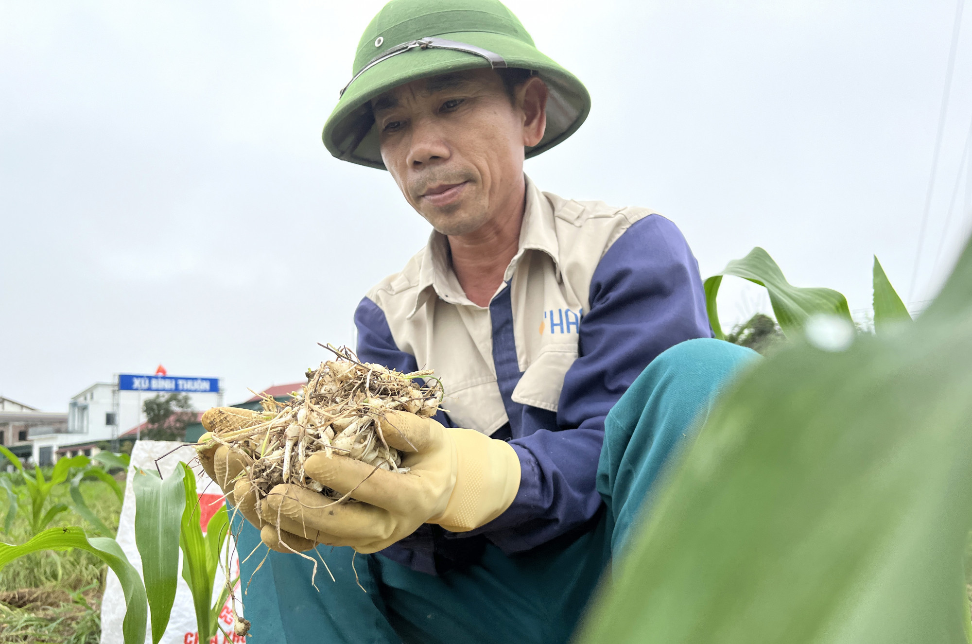 Đầu vụ, h&agrave;nh tăm c&oacute; gi&aacute; cao gấp nhiều lần song chưa nhiều n&ocirc;ng d&acirc;n thu hoạch bởi củ con non, chưa đạt năng suất cao - Ảnh: Phan Ngọc