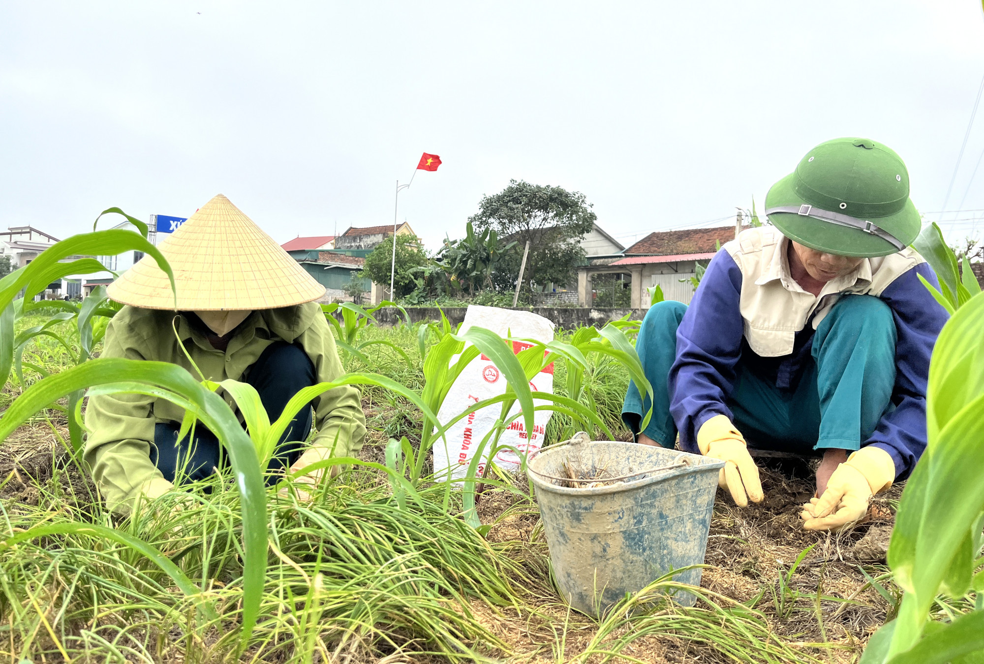 Vợ chồng anh Hồng tranh thủ thu hoạch h&agrave;nh tăm b&aacute;n khi gi&aacute; cao - Ảnh: Phan Ngọc