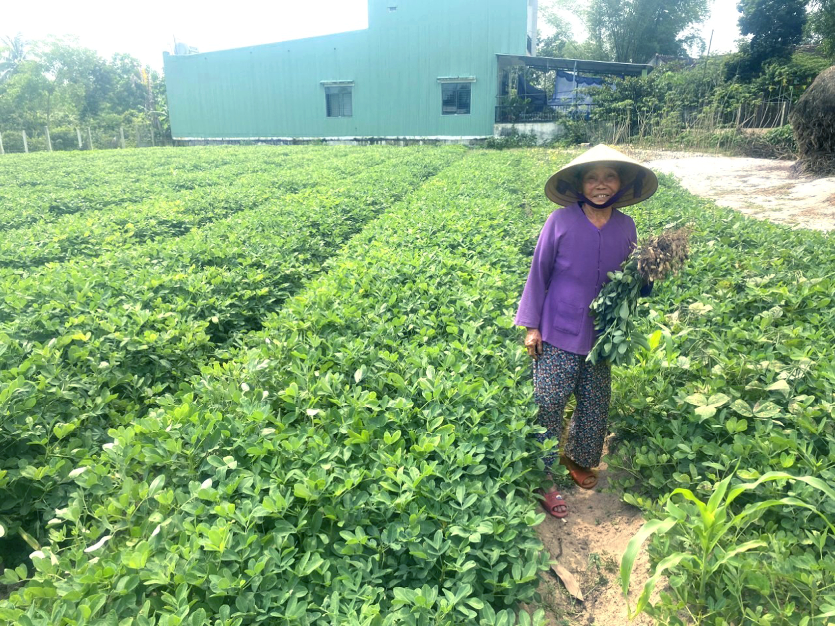 B&agrave; ngoại t&aacute;c giả b&ecirc;n ruộng đậu gi&agrave;