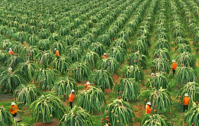 Ảnh mang t&iacute;nh minh họa - NNVN