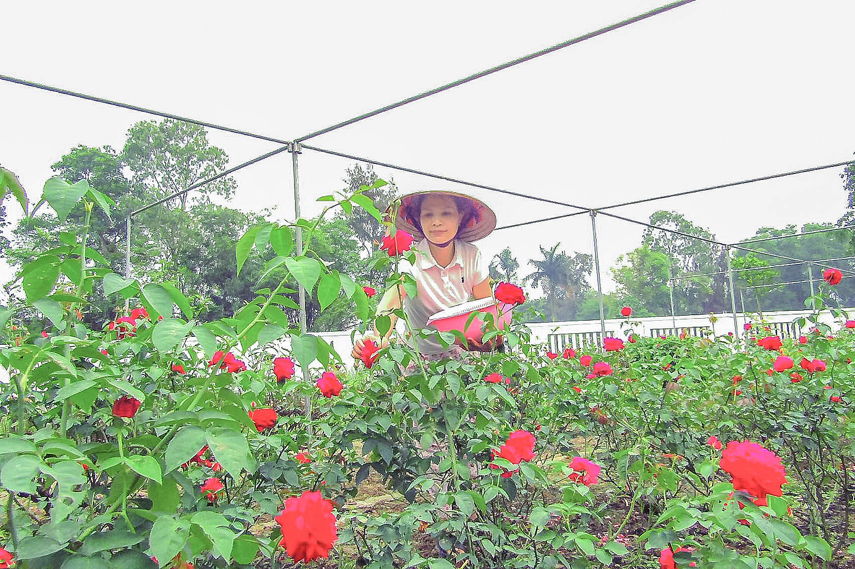 Chị Huyền đang thu hoạch hoa để l&agrave;m nước hoa hồng