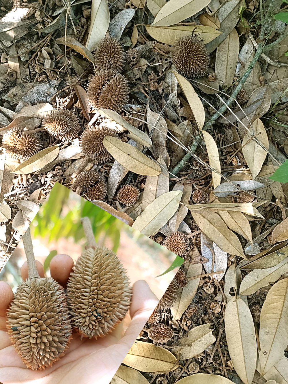 C&acirc;y sầu ri&ecirc;ng bu&ocirc;ng tr&aacute;i  giữa m&ugrave;a kh&ocirc; khốc liệt của T&acirc;y Nguy&ecirc;n