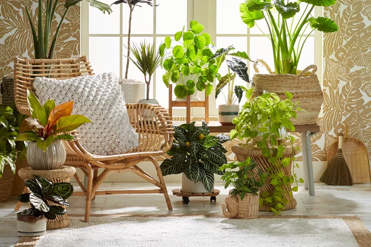 Đặt một số c&acirc;y một c&aacute;ch chu đ&aacute;o Nếu bạn th&iacute;ch trang tr&iacute; nh&agrave; bằng những người bạn xanh, th&igrave; mẹo n&agrave;y sẽ dễ d&agrave;ng thực hiện. Cho d&ugrave; bạn l&agrave; người c&oacute; kinh nghiệm trồng c&acirc;y hay mới bắt đầu, bạn c&oacute; thể c&acirc;n nhắc sử dụng c&acirc;y trồng trong chậu để mang lại sự ri&ecirc;ng tư hơn cho ng&ocirc;i nh&agrave; của m&igrave;nh.  Sử dụng c&acirc;y trồng trong nh&agrave; v&agrave; c&aacute;c yếu tố ngo&agrave;i trời để ph&acirc;n chia kh&ocirc;ng gian theo c&aacute;ch tự nhi&ecirc;n v&agrave; hấp dẫn m&agrave; kh&ocirc;ng ho&agrave;n to&agrave;n ngăn c&aacute;ch, Foster n&oacute;i. Điều n&agrave;y cũng sẽ mang lại sức sống cho kh&ocirc;ng gian của bạn cũng như c&aacute;c mảng m&agrave;u t&ugrave;y thuộc v&agrave;o loại c&acirc;y bạn chọn sử dụng.  Kh&aacute;i niệm n&agrave;y tương tự như c&aacute;ch nhiều người kh&eacute;o l&eacute;o bố tr&iacute; c&acirc;y xanh ở ngo&agrave;i trời để h&agrave;ng x&oacute;m kh&ocirc;ng thể nh&igrave;n thẳng v&agrave;o hi&ecirc;n nh&agrave;, s&acirc;n hoặc ban c&ocirc;ng của họ.  Tốt hơn nữa, bạn cũng c&oacute; thể sao ch&eacute;p kh&aacute;i niệm n&agrave;y bằng c&aacute;ch sử dụng c&acirc;y giả , nếu ch&uacute;ng ph&ugrave; hợp hơn với lối sống của bạn. Hiện nay, tr&ecirc;n thị trường c&oacute; rất nhiều c&acirc;y giả giống như thật, v&igrave; vậy kh&aacute;ch của bạn chắc chắn sẽ kh&ocirc;ng thể biết được c&acirc;y n&agrave;o thực sự đang ph&aacute;t triển v&agrave; c&acirc;y n&agrave;o kh&ocirc;ng ngay từ đầu.