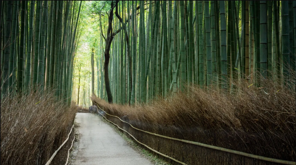 Rừng tre Arashiyama, Kyoto. Arashiyama được biết đến với những l&ugrave;m tre d&agrave;y v&agrave; cao ch&oacute;t v&oacute;t. H&atilde;y đến từ 6-8 giờ s&aacute;ng để tr&aacute;nh đ&aacute;m đ&ocirc;ng v&agrave; c&oacute; tr&atilde;i nghiệm trong khu rừng nhỏ độc đ&aacute;o. Sau khi rời rừng tre, h&atilde;y gh&eacute; đền Tenryu-ji, c&ocirc;ng vi&ecirc;n khỉ Iwatayama v&agrave; c&ocirc;ng vi&ecirc;n Arashiyama ở gần đ&oacute; - Ảnh: Des Paroz/Flickr