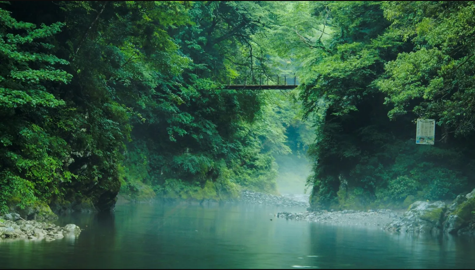 Rừng Okutama ở Tokyo - Ảnh: Galih Setyo Putro/Unsplash