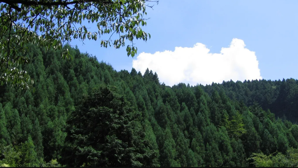 Rừng Kibune v&agrave; Kurama, Kyoto. Đ&acirc;y l&agrave; y&ecirc;u th&iacute;ch của người d&acirc;n địa phương v&igrave; sự huyền b&iacute; của n&oacute;. Ở đ&acirc;y c&oacute; những con đường m&ograve;n đẹp như tranh vẽ, nh&igrave;n to&agrave;n cảnh n&uacute;i non v&agrave; c&oacute; bồn tắm ngo&agrave;i trời. Khu rừng tr&ocirc;ng thật kỳ diệu v&agrave;o m&ugrave;a xu&acirc;n, m&ugrave;a h&egrave; (th&aacute;ng S&aacute;u - th&aacute;ng T&aacute;m) v&agrave; thậm ch&iacute; cả m&ugrave;a đ&ocirc;ng (th&aacute;ng Mười hai - th&aacute;ng Hai) - Ảnh:jpellgen/Flickr