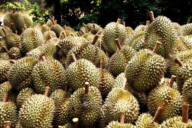 Sầu ri&ecirc;ng - loại tr&aacute;i c&acirc;y xuất khẩu chủ lực thời gian qua đ&atilde; sụt giảm mạnh, k&eacute;o theo xuất khẩu rau quả giảm